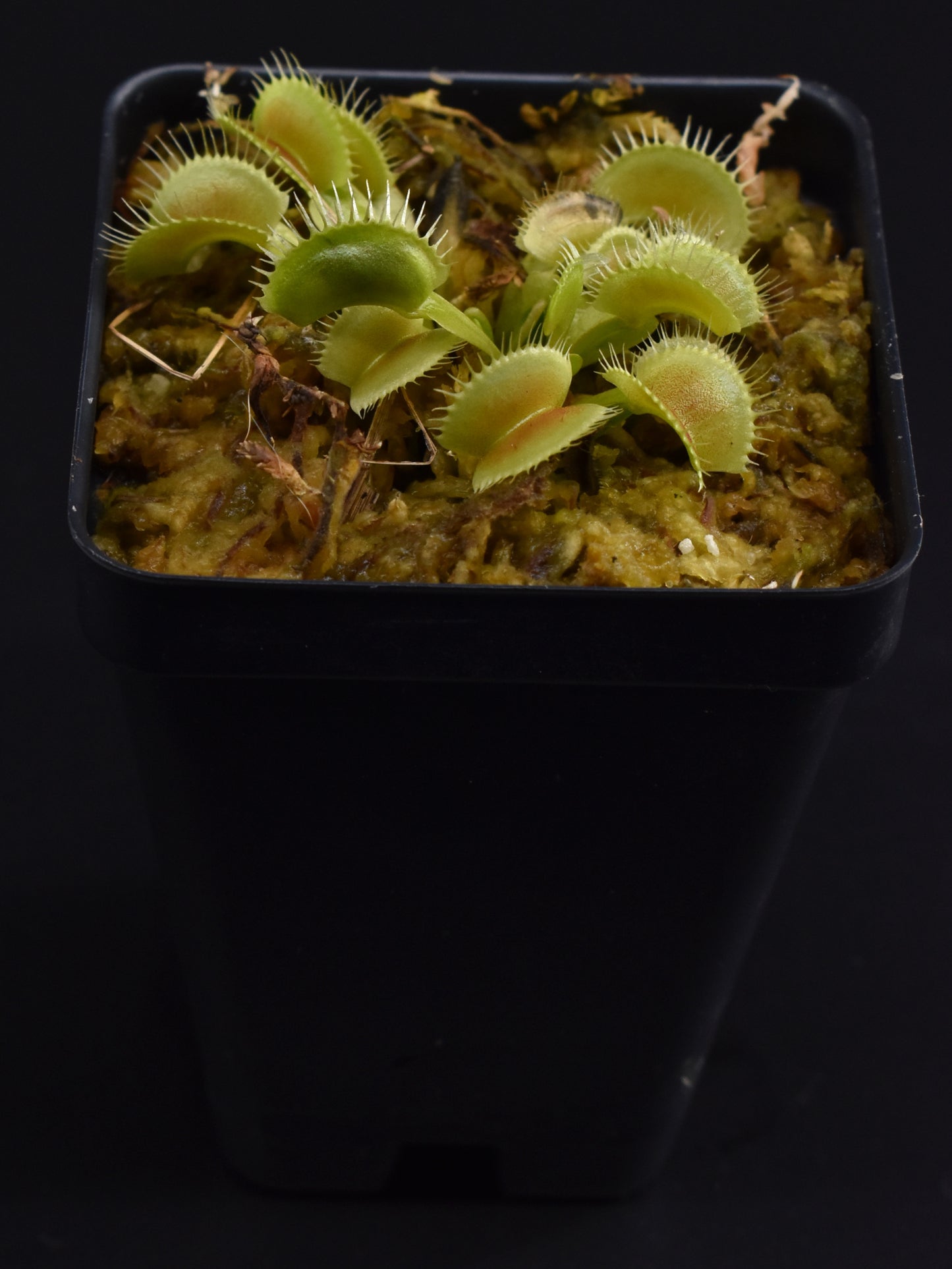 Dionaea muscipula The Venus Flytrap