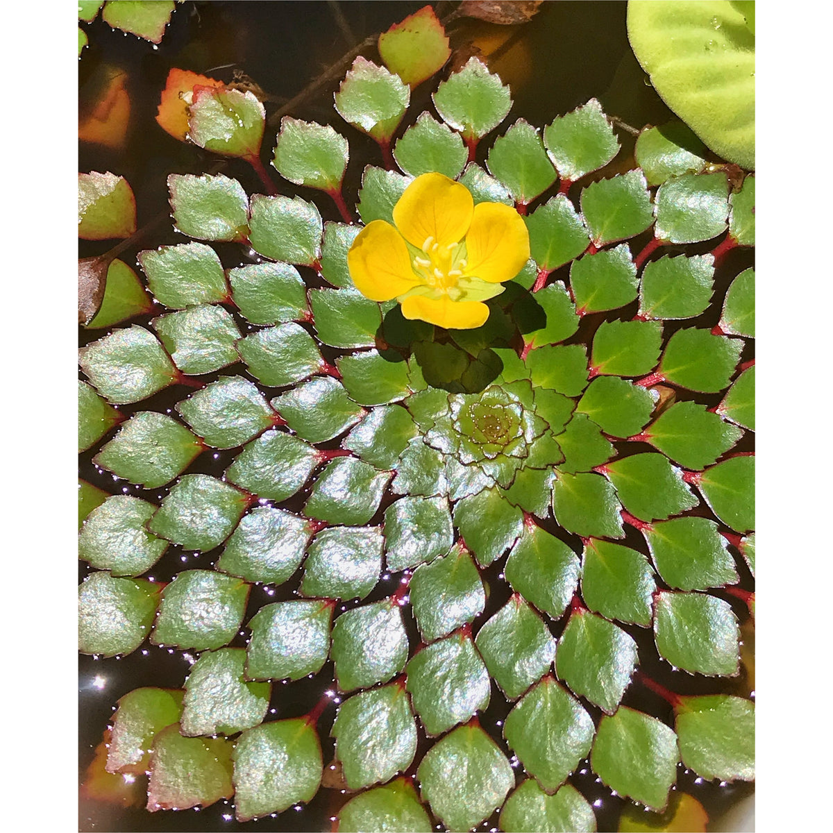 Ledwigia sedoides