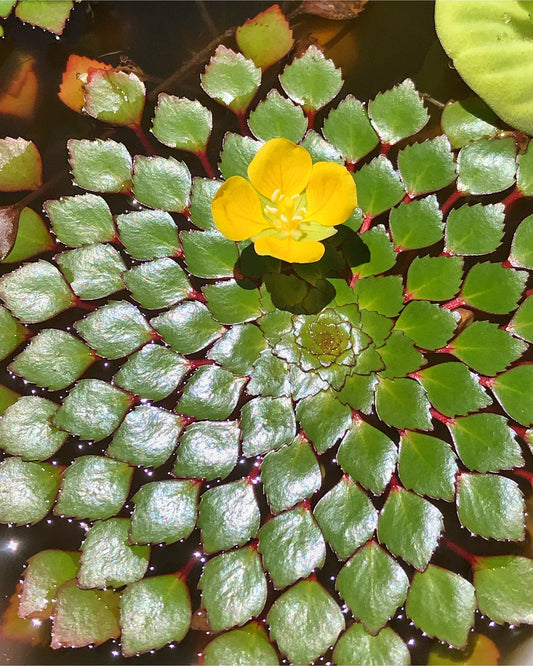 Ledwigia sedoides