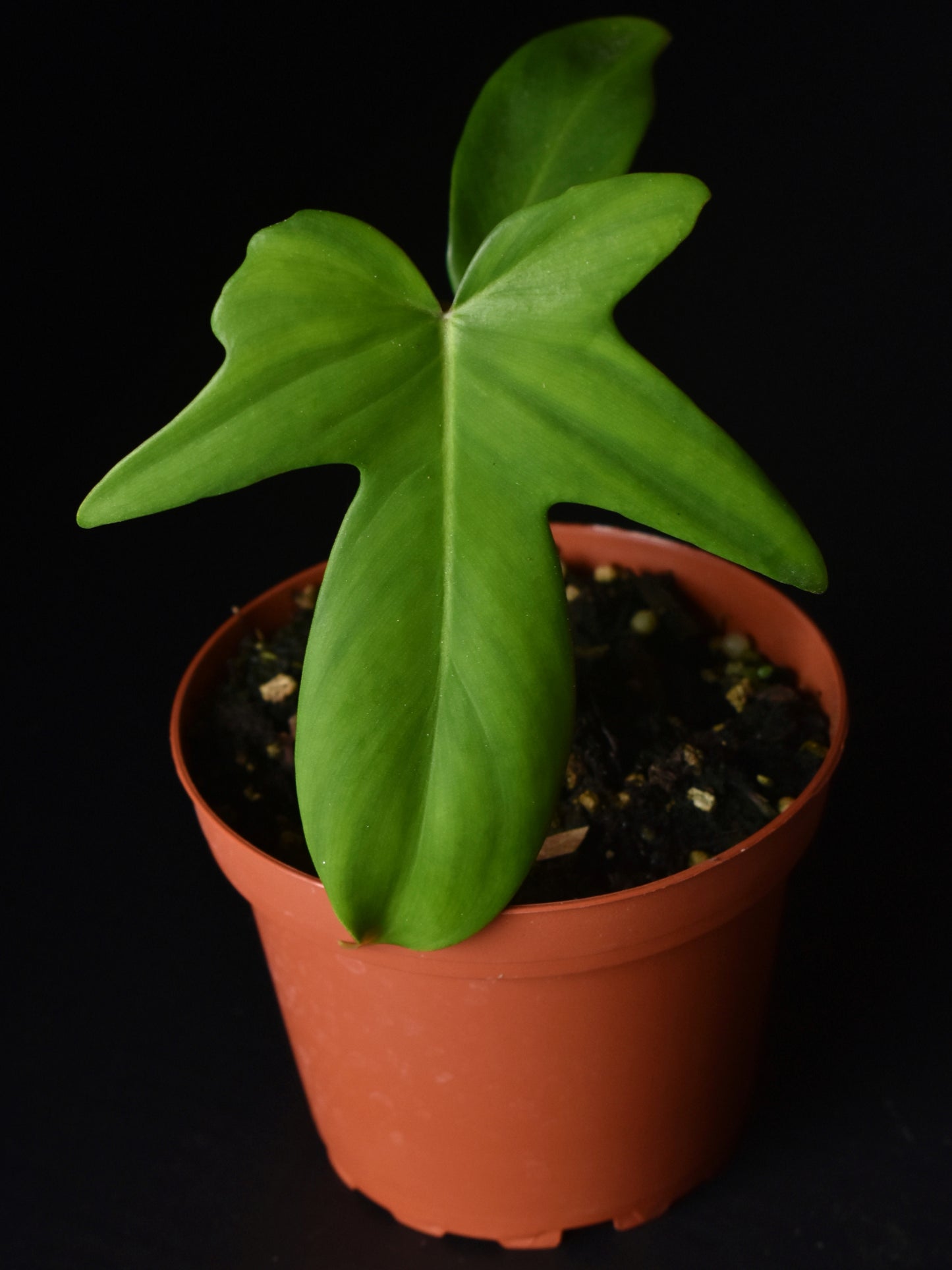 Philodendron pedatum